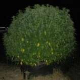 ECSD x Durban strain photo