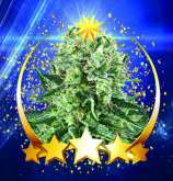 Neptune Kush strain photo