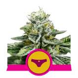 Sherbet Queen strain photo