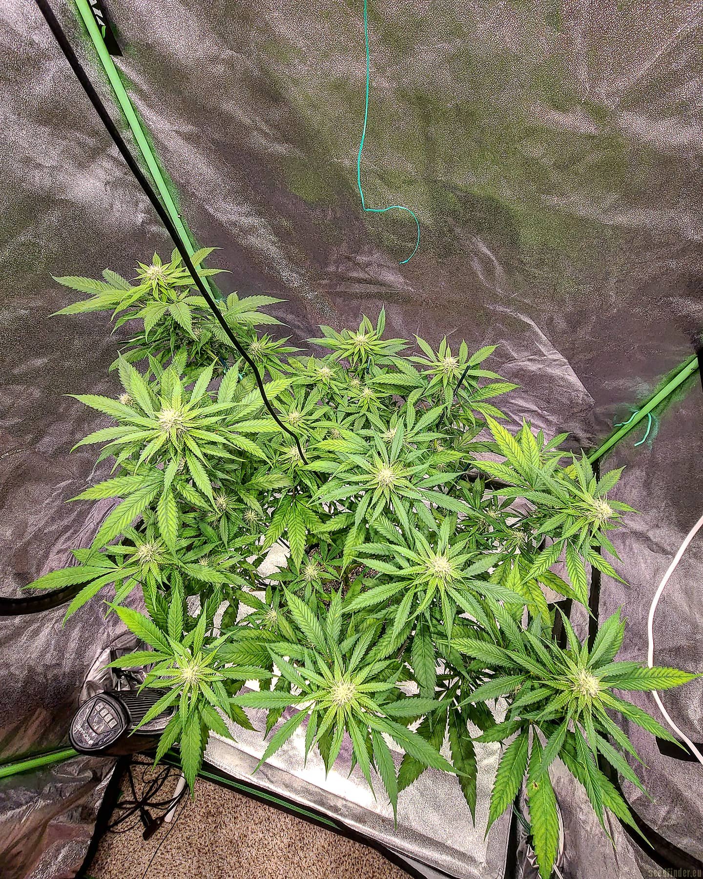 Strawberry Chronic Cake strain photo