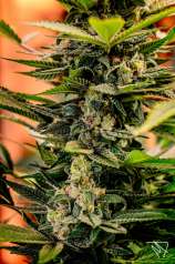 TGA Subcool Seeds - Dr. Who strain photo