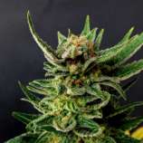 Gypsy Kush strain photo