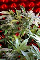 Strawberry Skunk strain photo