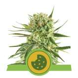 Royal Cookies Automatic strain photo