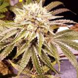 Communitas strain photo