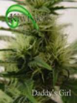 Daddys Girl strain photo