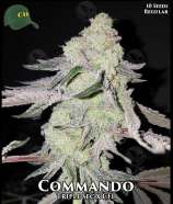 Commando strain photo