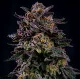 99 Cookiez strain photo