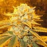 White Freeze Kush #1 strain photo