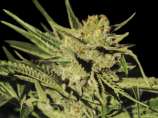 Egarshark strain photo