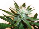 Next Generation Seed Company - Grapefruit Diesel strain photo