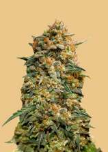 Original Auto Northern Lights strain photo