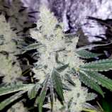 Grateful Glue strain photo