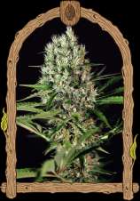 Exotic Seeds - Quick Mass strain photo