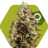 Choco Candy strain photo