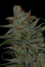 TGA Subcool Seeds - Jack Skellington strain photo