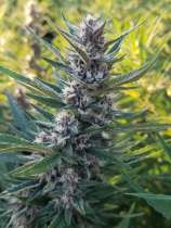 Nuclear Cherries strain photo