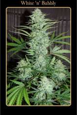 White 'n' Bubbly strain photo