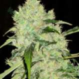 Bubblegum Extra strain photo