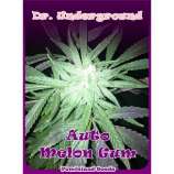 Auto Melon Gum strain photo