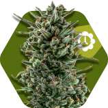 Amnesia Haze XL Automatic strain photo