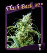 Sweet Seeds - Flash Back #2 strain photo
