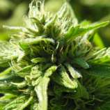 Oregon Green Seed - Pachyderm Kush strain photo