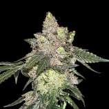 Girl Scout Cookies strain photo
