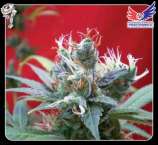 Claustrum strain photo