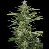 Hindiana strain photo