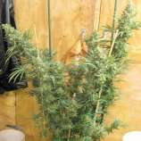 Panama x Malawi strain photo
