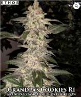 Grandpa’s Cookies strain photo