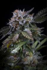 White Noise strain photo