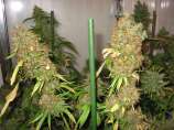 (CD x C-99) x (CD x SD) strain photo