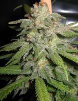 Southern Ice strain photo