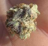 Spanish Blue Elephant strain photo