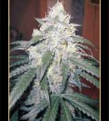 Beary White strain photo