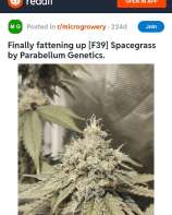 Space Grass strain photo