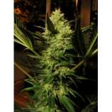 Cheese strain photo