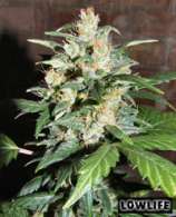 Auto AK47 x Auto Blueberry F1 strain photo