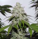 Old Mexican strain photo