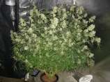 Nitro Express strain photo