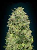 Auto Afghan Skunk strain photo