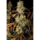 Zamal CBD strain photo