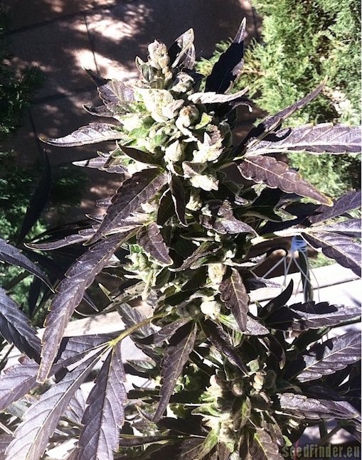 Private Reserve Sky strain photo