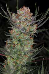 TGA Subcool Seeds - Brian Berry Cough strain photo