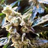 Connoisseur Cookies strain photo