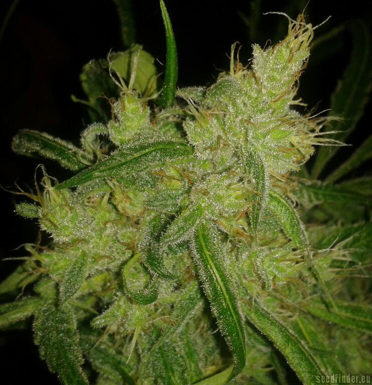 Alice strain photo
