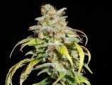 Harlequin strain photo