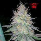Ric Flair '93 strain photo